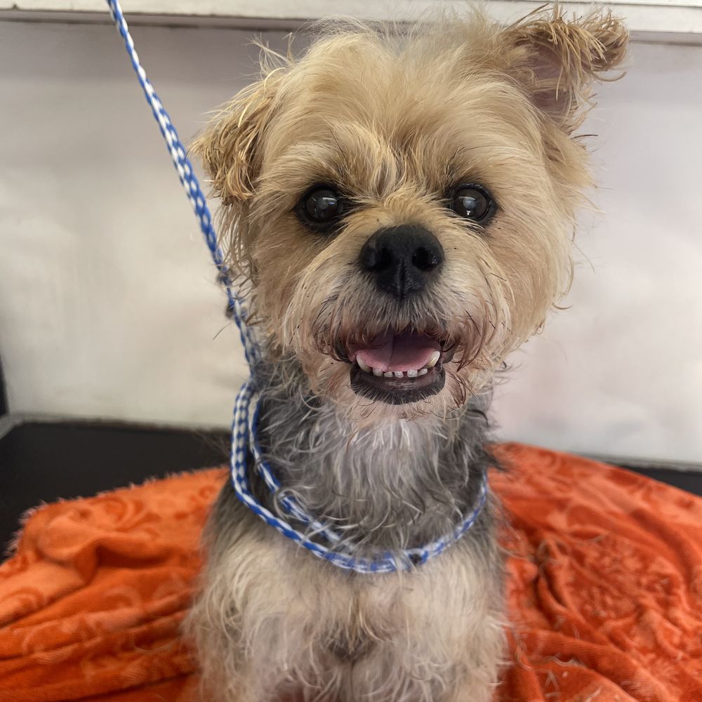 Free Dog Grooming near Me: Discover Top Local Offers