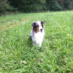 Hundezone Spitalwiese - Odey gefällt es hier