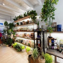 Sabo - Fully stocked up on lovely plants!