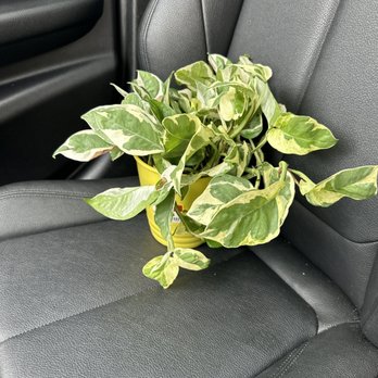 Kroger - N'Joy Pothos - Grocery Near Me - Frisco, Texas Kroger - N'Joy Pothos - Grocery Near Me - Frisco, Texas