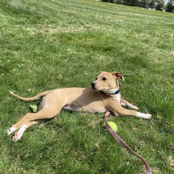A Good Dog Rescue - Animal Shelters Near Me - Ossining, New York