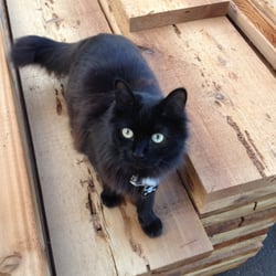 Spaeth Lumber & Home Center - Yard Cat