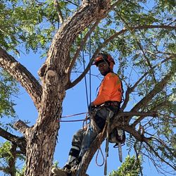 Cutting Edge Tree Services - Removing a Tipu tree from the sideyard. Roots and stump were pushing up the ground about 12". We removed the tree and ground the stump down.