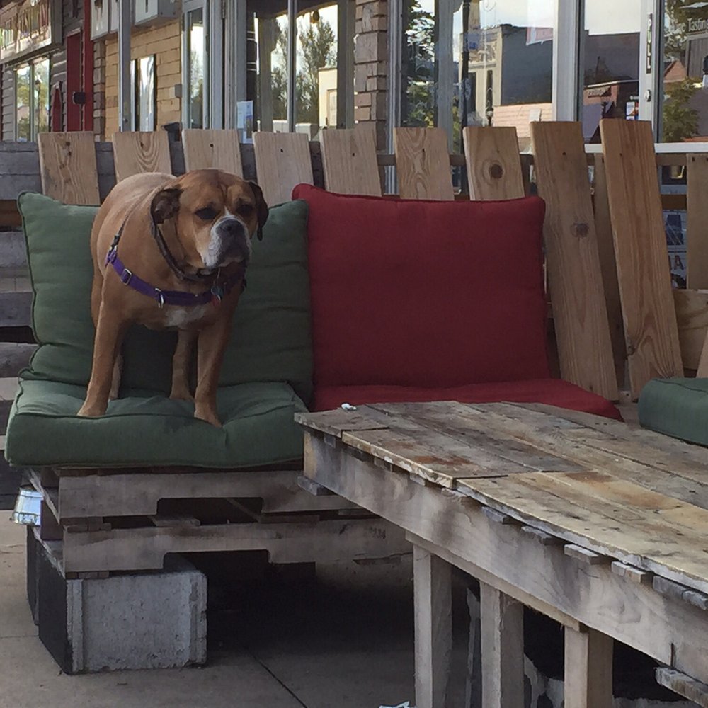 Paddle Hard Brewing - Cinnamon chillin on the pallet 'couch.' - Breweries Near Me - Grayling, Michigan Paddle Hard Brewing - Cinnamon chillin on the pallet 'couch.' - Breweries Near Me - Grayling, Michigan
