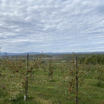 Cobble Knoll Orchard - View from top of orchard - Donuts Near Me - Benson, Vermont