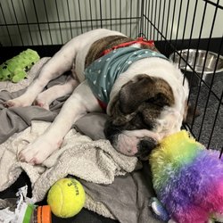 Flat's Tattooing - Very cute bulldog puppy
