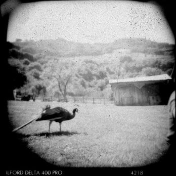 Picchetti Winery - Picnic with peacocks - Wineries Near Me - Cupertino, California Picchetti Winery - Picnic with peacocks - Wineries Near Me - Cupertino, California