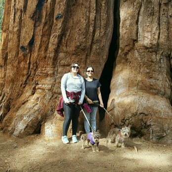 Trail of 100 Giants - Small dog approved - Hiking Near Me - Springville, California Trail of 100 Giants - Small dog approved - Hiking Near Me - Springville, California