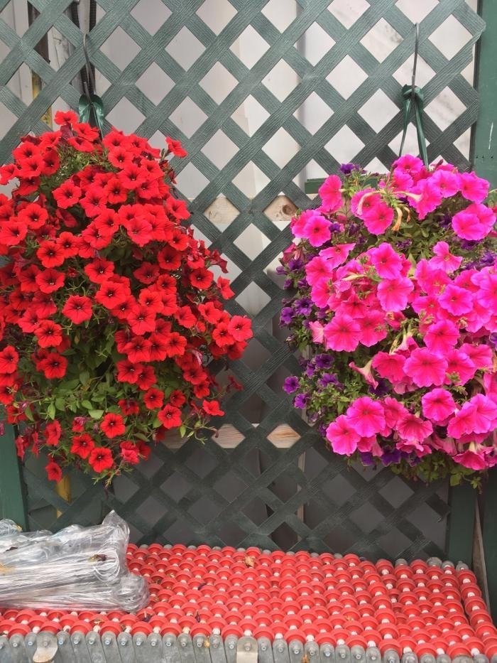 UNCLE JOHN’S GREENHOUSE Updated September 2024 13 Photos 9367