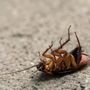 Pest Wrangler
