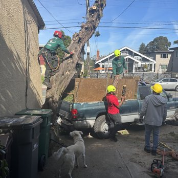 The Dog Professional Tree Service - Tree Services Near Me The Dog Professional Tree Service - Tree Services Near Me