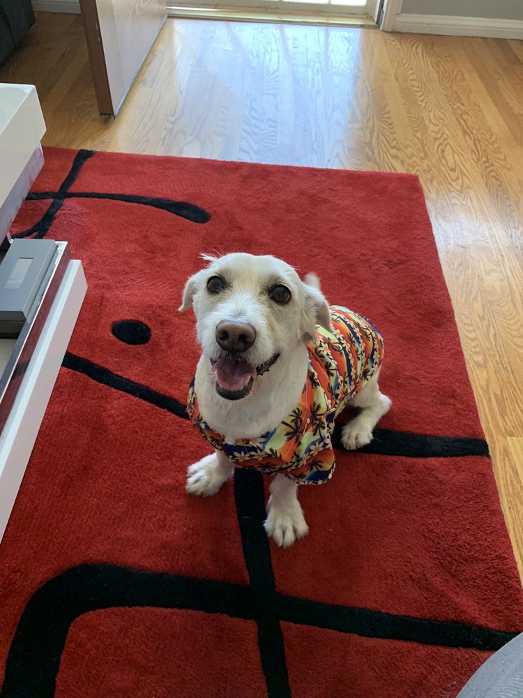 BARKS N’ BUBBLES MOBILE GROOMING 111 Photos & 95 Reviews Torrance