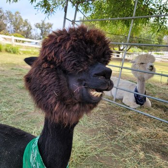 Canzelle Alpacas - Farms Near Me - Carpinteria, California Canzelle Alpacas - Farms Near Me - Carpinteria, California