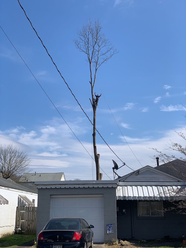 American Tree Experts and Lawn Care Service - tree service in Alum Creek, WV