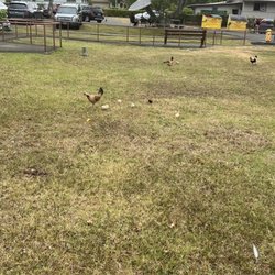 Ann Pearl Rehab & Nursing - Lots of groovy little chicks here! Lol!