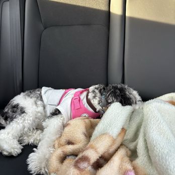 Hounds Town - Jacksonville Beach Blvd - Puppy is so sleepy after daycare! - Pet Groomers Near Me - Jacksonville, Florida Hounds Town - Jacksonville Beach Blvd - Puppy is so sleepy after daycare! - Pet Groomers Near Me - Jacksonville, Florida