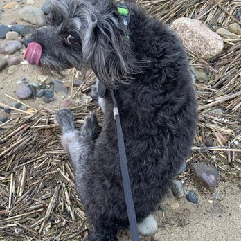 Silicon Pets - Rex is a three-legged dog in old age, so he liked to rest on the beach. - Pet Sitting Near Me Silicon Pets - Rex is a three-legged dog in old age, so he liked to rest on the beach. - Pet Sitting Near Me