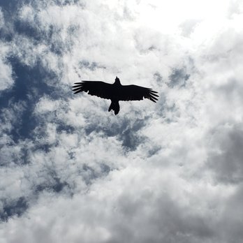 Delicate Arch - Raven in the sky - Hiking Near Me - Moab, Utah