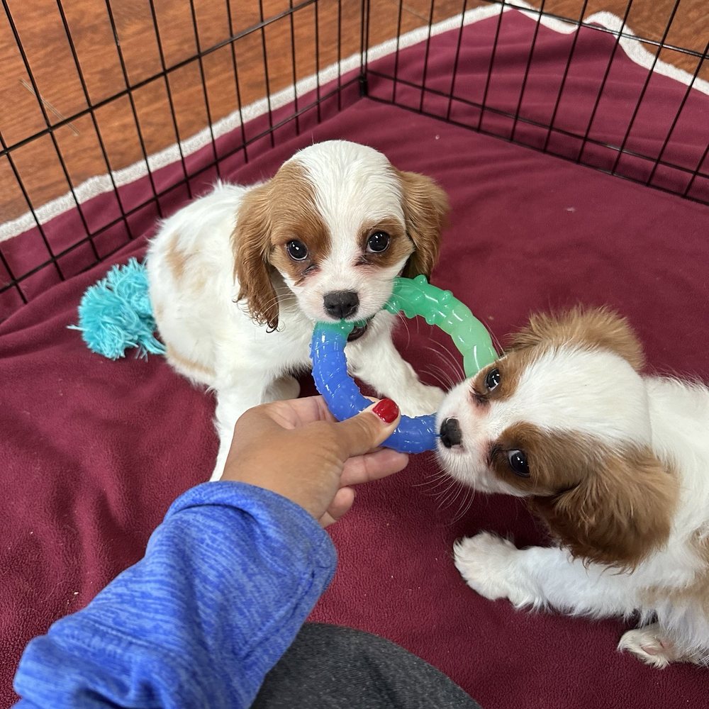Cavalier Companions - Charlie and Audrey - Pet Breeders Near Me