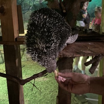 SeaQuest - Lynchburg - Feeding Penny the porcupine - Aquariums Near Me - Lynchburg, Virginia