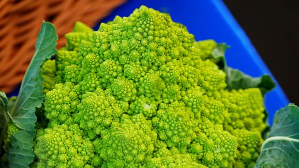 Hollywood Farmers Market by null