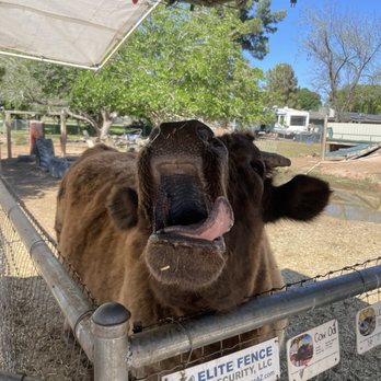 Carl's Damaged Pet Warehouse - Petting Zoos Near Me - Gilbert, Arizona
