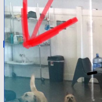 Crate Escape - Charlie on the shelf again and not playing. I'm glad he's safe but come on!  I am paying for him to be able to play with other small dogs. - Pet Groomers Near Me - Belmont, Massachusetts