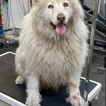 Doggie Stylin Grooming - Before picture of popo starting his grooming . - Pet Groomers Near Me - Stanton, California Doggie Stylin Grooming - Before picture of popo starting his grooming . - Pet Groomers Near Me - Stanton, California