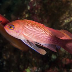 Torra Plongée - Torra plongée : anthias et girelle à Campomoro Corse du sud