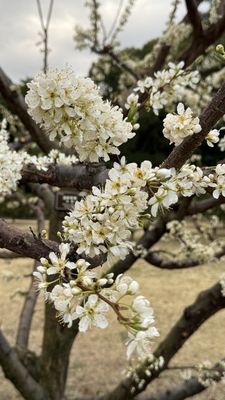 Imperial Palace East National Gardens by null