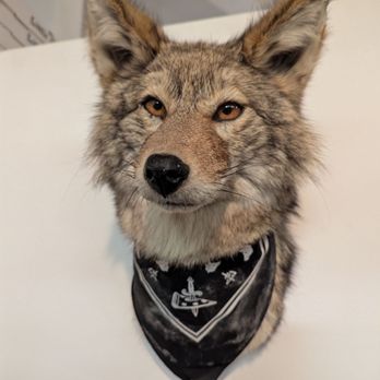 Little Coyote - Coyote dude - Pizza Near Me - Long Beach, California Little Coyote - Coyote dude - Pizza Near Me - Long Beach, California