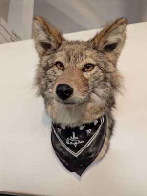 Little Coyote by null