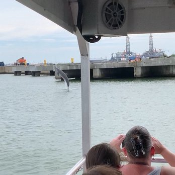 Baywatch Dolphin Tours - Tours Near Me - Galveston, Texas