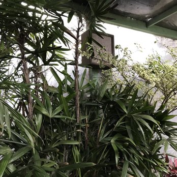 Jungle Music Palms & Cycads - Nurseries & Gardening Near Me - Encinitas, California Jungle Music Palms & Cycads - Nurseries & Gardening Near Me - Encinitas, California