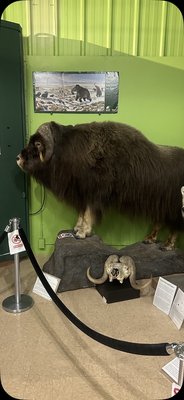 Alaska Museum of Science and Nature by null