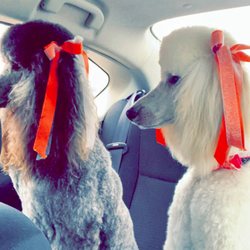 TheKey - Formerly Home Care Assistance - Ava and Amira love supporting @MichaelLogan and our Home Care Assistance Houston, TX office! #HomeCare #SeniorCare