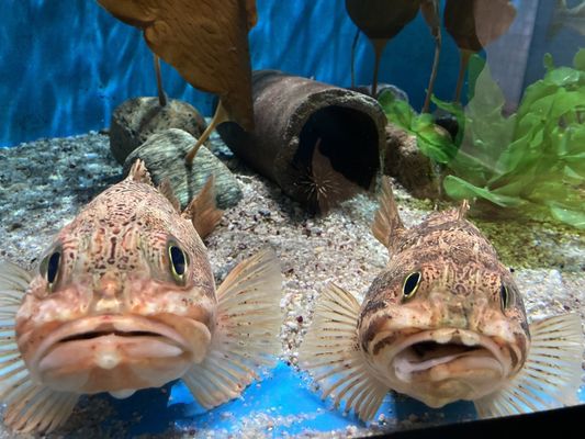 Woods Hole Science Aquarium by null