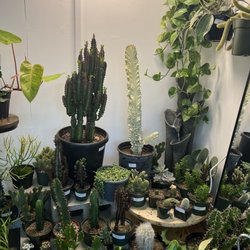 Asio Verde