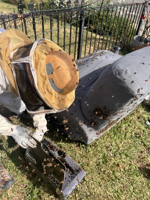 Bees and Wasps Control - Protect your home or business from buzzing nuisances with our specialized bee and wasp control services. Our experienced team employs safe and efficient methods to remove and prevent infestations, ensuring your space remains safe and comfortable. Don’t let stings ruin your day – trust us to handle your bee and wasp problems with precision and care. Bees and Wasps Control - Protect your home or business from buzzing nuisances with our specialized bee and wasp control services. Our experienced team employs safe and efficient methods to remove and prevent infestations, ensuring your space remains safe and comfortable. Don’t let stings ruin your day – trust us to handle your bee and wasp problems with precision and care.
