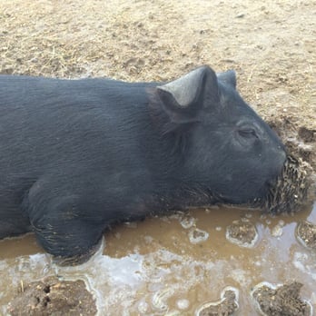 MacDonald's Ranch - Happier than a pig in.... - Horseback Riding Near Me - Scottsdale, Arizona MacDonald's Ranch - Happier than a pig in.... - Horseback Riding Near Me - Scottsdale, Arizona