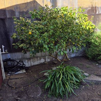 Trees & Thank You - Tree Services Near Me - San Francisco, California Trees & Thank You - Tree Services Near Me - San Francisco, California
