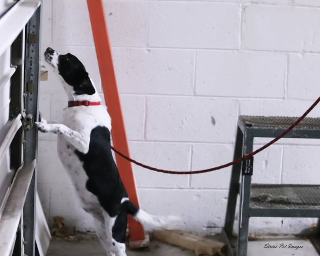 FOR YOUR K9 Updated October 2024 23 Reviews 706 N Industrial Dr