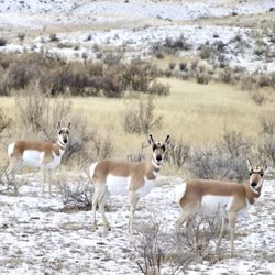 Big Sky Adventures & Tours - Pronghorn
