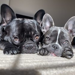 Puppy Power Dog Resort - Stitch and Dallas wishes they can go on vacation too!