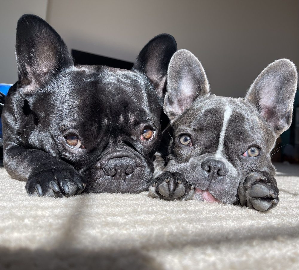 Puppy Power Dog Resort Image