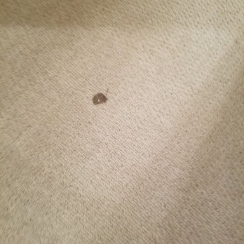 Siebert Realty - Carpet dirty - Vacation Rentals Near Me - Virginia Beach, Virginia