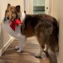 Photo of Paws On Time