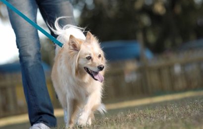 Waggy's Dog Walking - pet boarding facility in Providence, RI