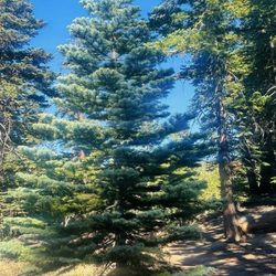 Castle Rock Trailhead - The perfect Christmas tree