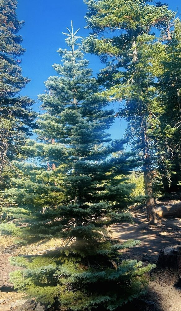 Castle Rock Trailhead Logo